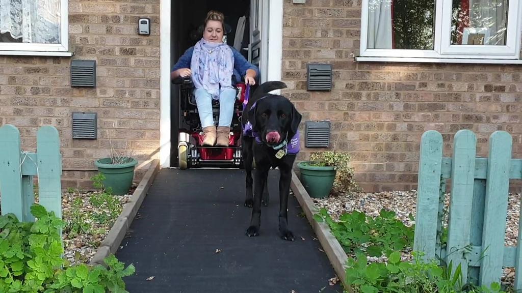 Labrador Morris ist Assistenzhund
