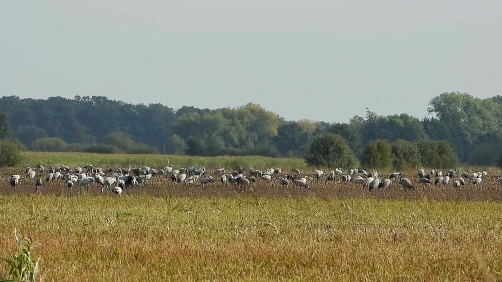 Zugvögel und der Klimawandel
