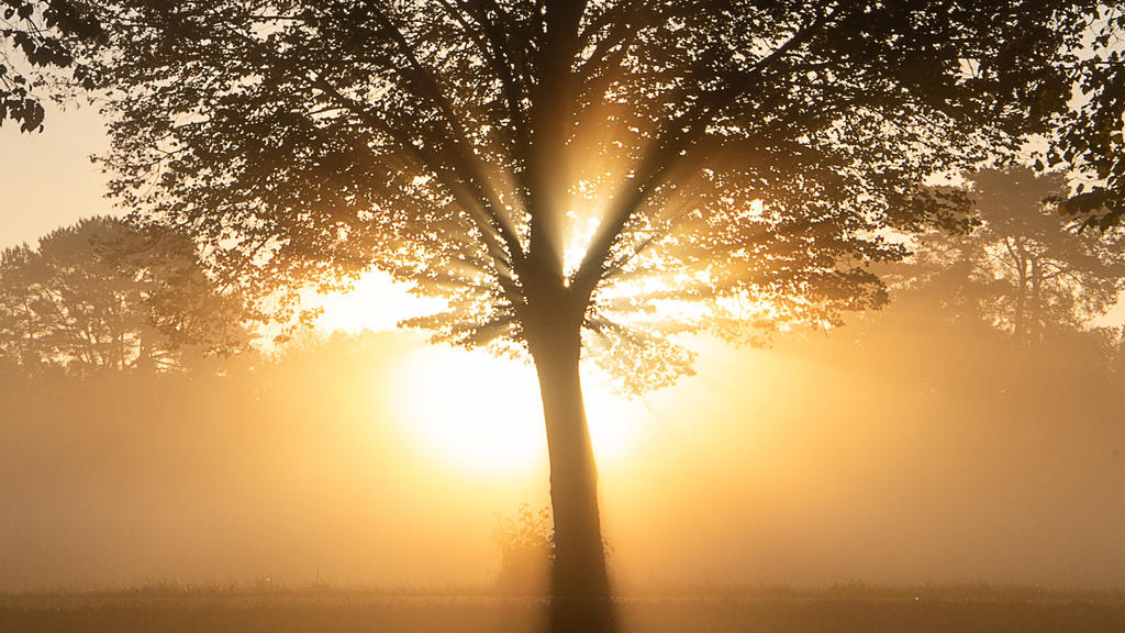 14.10.2019, Baden-Württemberg, Kirchentellinsfurt: Die Sonne geht hinter einem Baum in Nebel auf. Foto: Sebastian Gollnow/dpa +++ dpa-Bildfunk +++