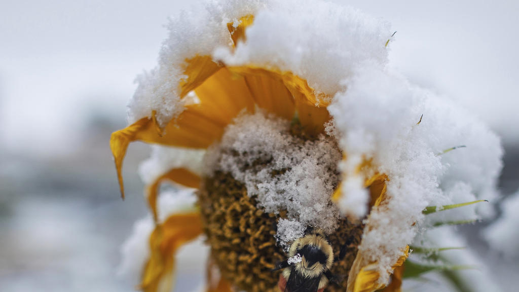 29.09.2019, USA, Missoula: Eine Hummel sitzt auf einer schneebedeckten Sonnenblume. Ein Schneesturm hat Teile des US-Bundesstaats Montana lahmgelegt. Der Gouverneur rief am 29.09.2019 (Ortszeit) den Ausnahmezustand aus, nachdem an manchen Orten des B