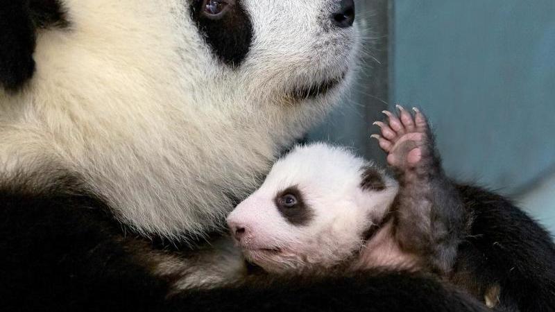 Panda-Nachwuchs im Zoo