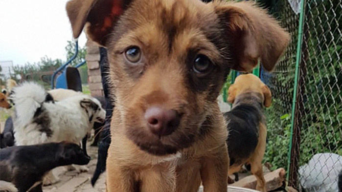 Sasha rettet verlassene Hund und nimmt sie bei sich auf.