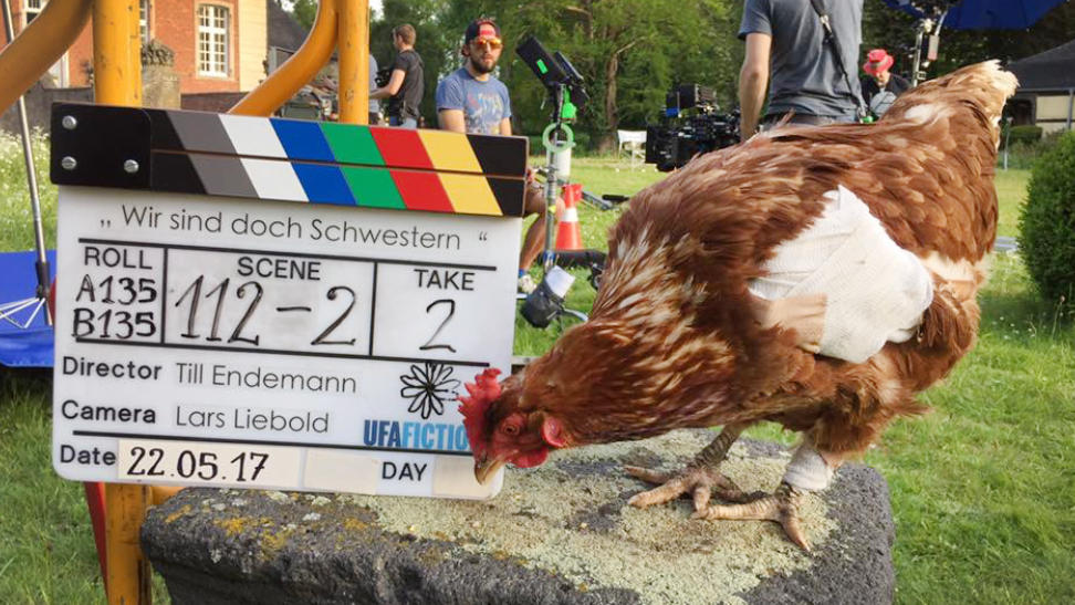 Das Huhn Sieglinde bei Dreharbeiten zu einem Film (Foto vom 22.05.2017). Sieglinde hätte wohl noch Karriere gemacht. Aber sie wurde von einem Hund tot gebissen.