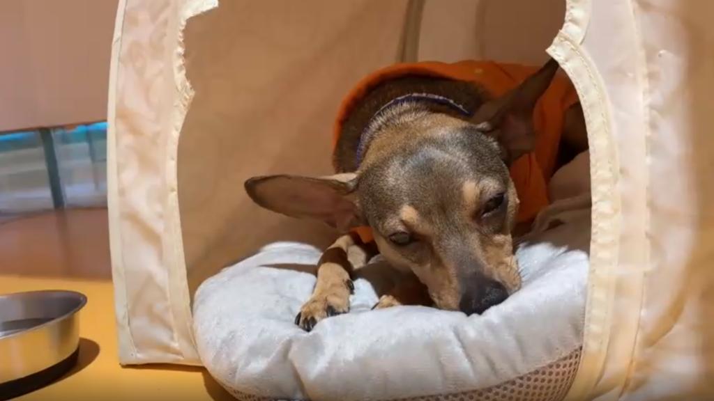 Tierischer Assistent in Berliner Zahnarztpraxis Hundedame Peppi hilft