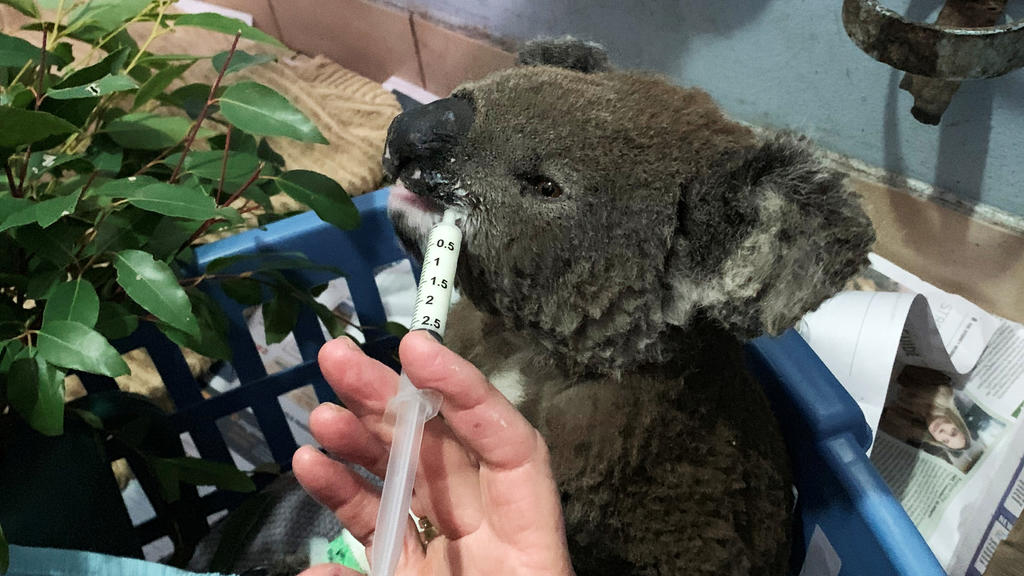 Im Port Macquarie Koala Hospital wurden zahlreiche Koalas nach den Waldbränden wieder aufgepeppelt.