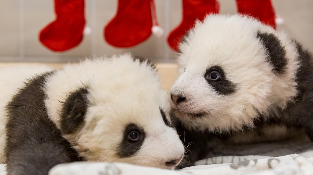 HANDOUT - 04.12.2019, Berlin: Die beiden Panda-Jungtiere aus dem Zoo Berlin. Im Hintergrund hängen Nikolaus-Socken. Foto: ---/Zoo Berlin/dpa - ACHTUNG: Nur zur redaktionellen Verwendung im Zusammenhang mit der aktuellen Berichterstattung und nur mit