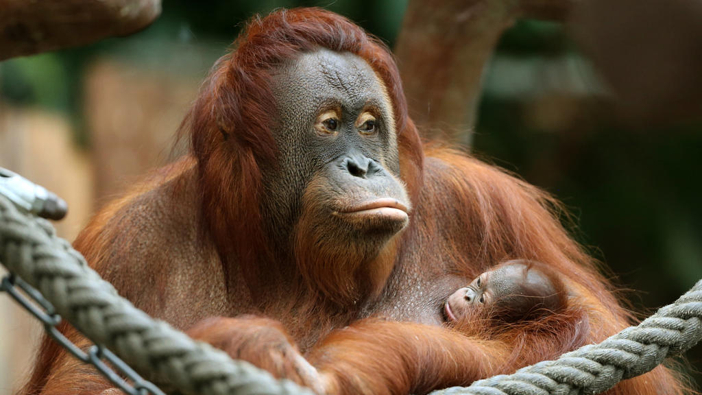 ARCHIV - 07.12.2016, Nordrhein-Westfalen, Krefeld: Das Orang-Utan Baby «Suria» klammert sich im Zoo in Krefeld (Nordrhein-Westfalen) an seine Mutter «Lea». Das neue Jahr hat im Krefelder Zoo mit einer Tragödie begonnen: Das Affenhaus brannte komplett