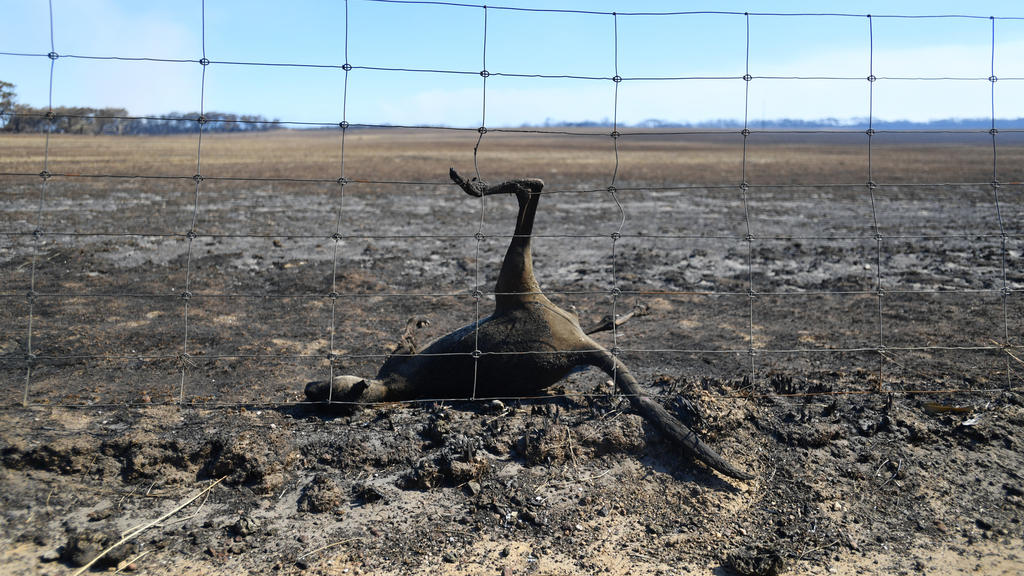 dpatopbilder - 06.01.2020, Australien, Kangaroo Island: Ein totes Känguru hängt nach den Buschfeuern in einem Zaun fest. Hunderte Millionen Tiere sind nach vorsichtigen Schätzungen von Wissenschaftlern allein im Bundesstaat New South Wales bei den Bu