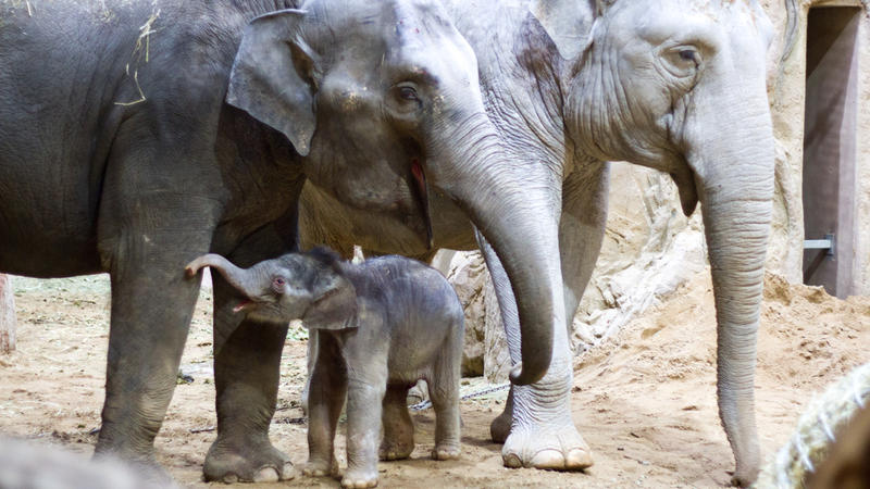 Elefanten aus dem Leipziger Zoo