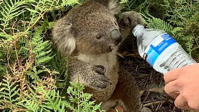 Koala Arnie Wurde Aus Australien Feuer Gerettet Und Starb Trotzdem