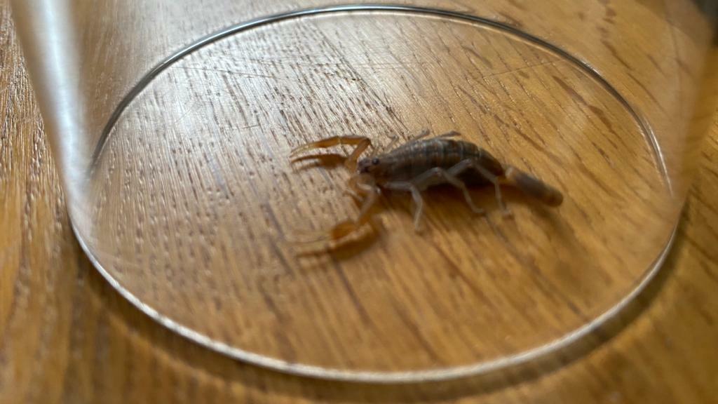HANDOUT - 13.01.2020, Nordrhein-Westfalen, Köln: Auf einem Tisch sitz ein Skorpion unter einem umgestülpten Glas. Nach einem Urlaub in Namibia hat ein Ehepaar den für Menschen nicht lebensgefährlich giftigen Skorpion in seinem Gepäck entdeckt. Die al