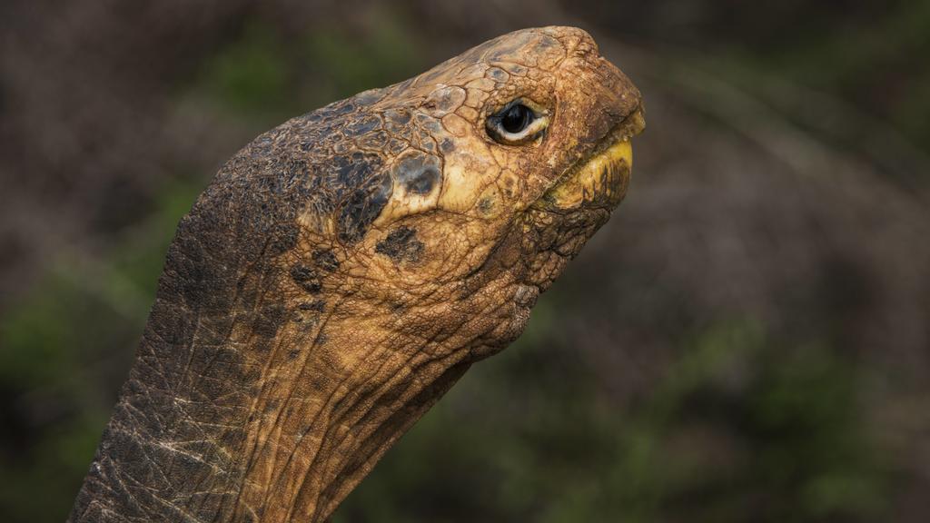 Riesenschildkröte Diego