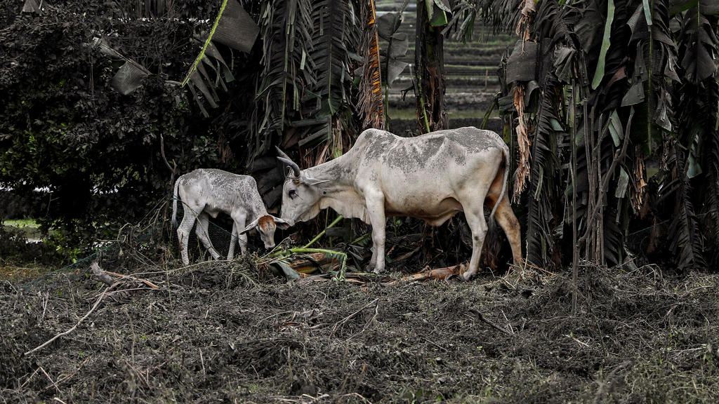 Cows partly covered by ashes eat grass in a land nearby the erupting Taal Volcano in Talisay, Batangas, Philippines, January 13, 2020. REUTERS/Eloisa Lopez