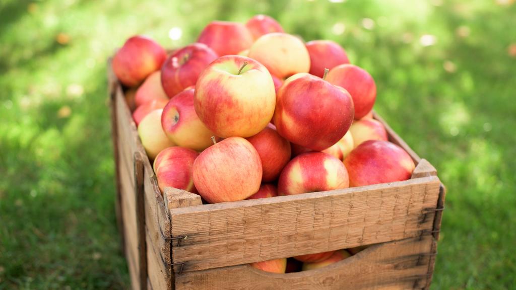 red apples *** red apples PUBLICATIONxINxGERxSUIxAUTxONLY photocase2210421
