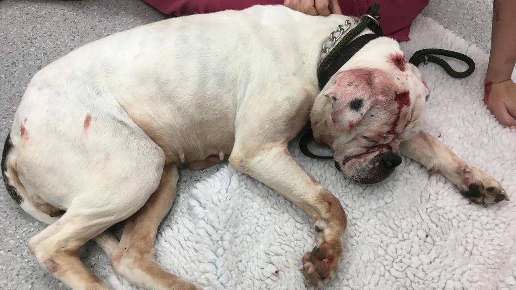 England Misshandelte Bulldogge blutverschmiert in Badewanne entdeckt