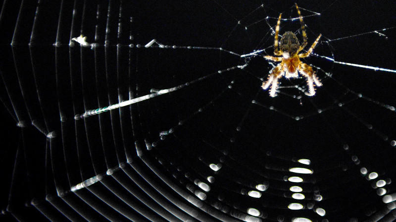 Eine Kreuzspinne (lat. Araneus) hat am 08.06.2014 in Bamberg (Bayern) ihr Netz im Scheinwerferkegel einer Brücke gebaut, um vom Licht angezogene Insekten in die Falle zu locken. Foto: David Ebener/dpa +++(c) dpa - Bildfunk+++