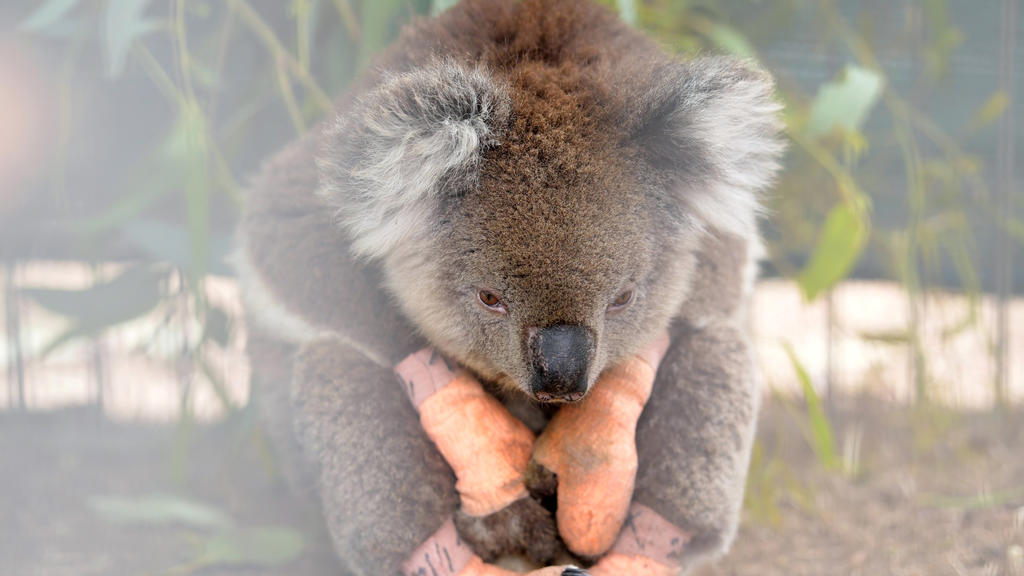 An injured koala sits at the Kangaroo Island Wildlife Park, at the Wildlife Emergency Response Centre in Parndana, Kangaroo Island, Australia January 19, 2020. REUTERS/Tracey Nearmy TPX IMAGES OF THE DAY
