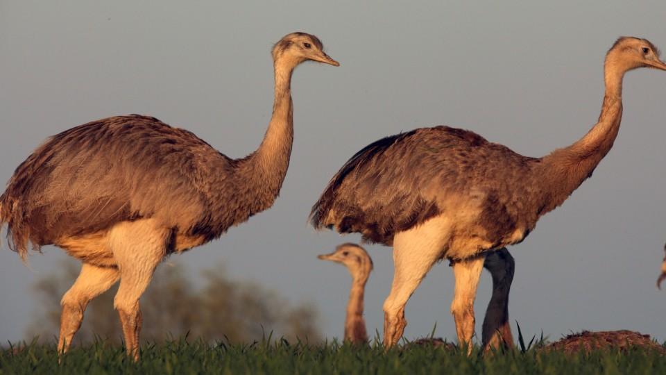 Nandus ziehen in Gruppen durch die Lauenburgische Seenlandschaft.