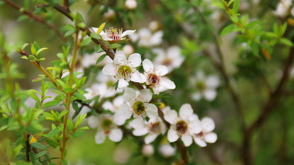 Manuka Blüten