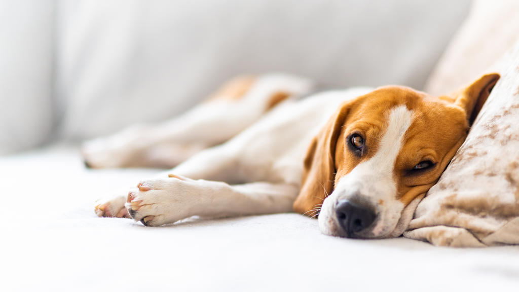 Allein gelassen zu werden sollte sich für den Hund angenehm anfühlen.