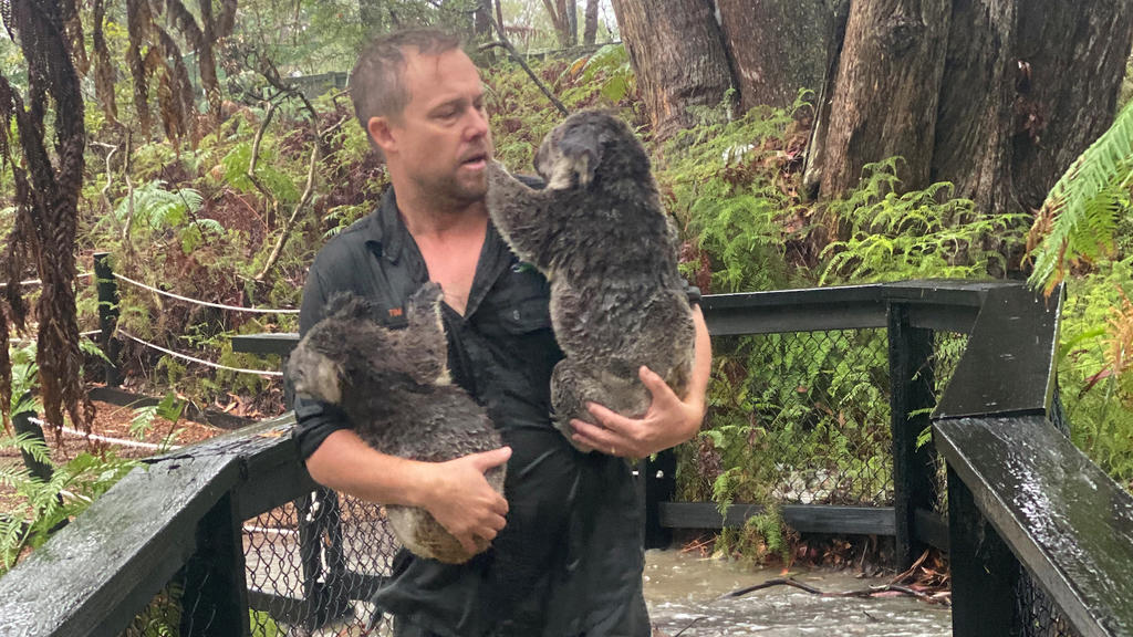 A supplied image shows park staff moving koalas to drier enclosures during a flash-flood at the Australian Reptile Park in Somersby, NSW, Australia, January 17, 2020. Mandatory credit AAP Image/Supplied by the Australian Reptile Park/via REUTERS