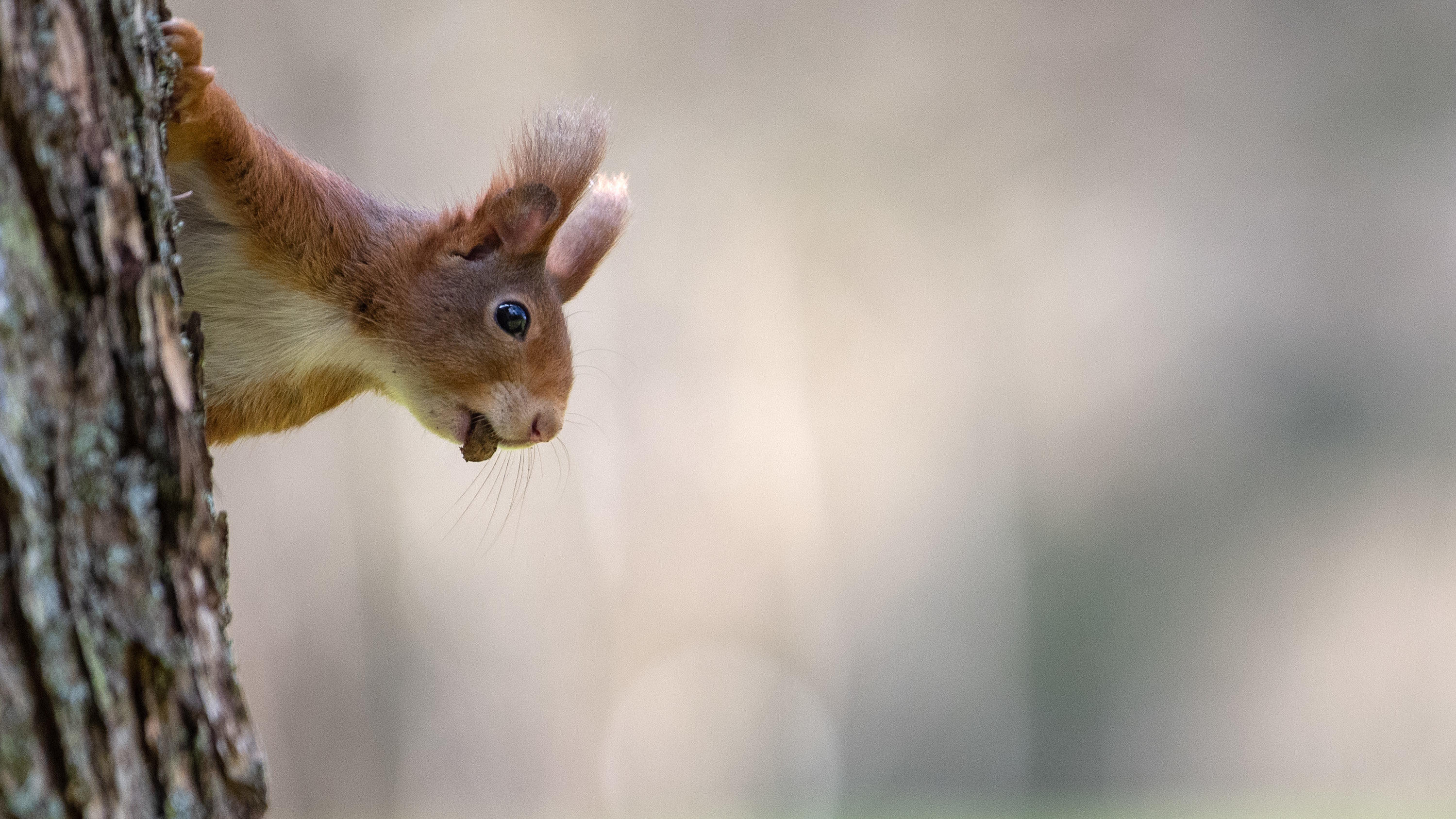 Der Fruhe Fruhling Bringt Die Tiere Durcheinander