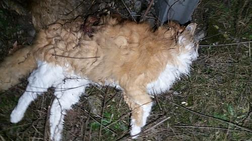 Tote Katze in Igling