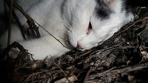 Tote Katze in Igling