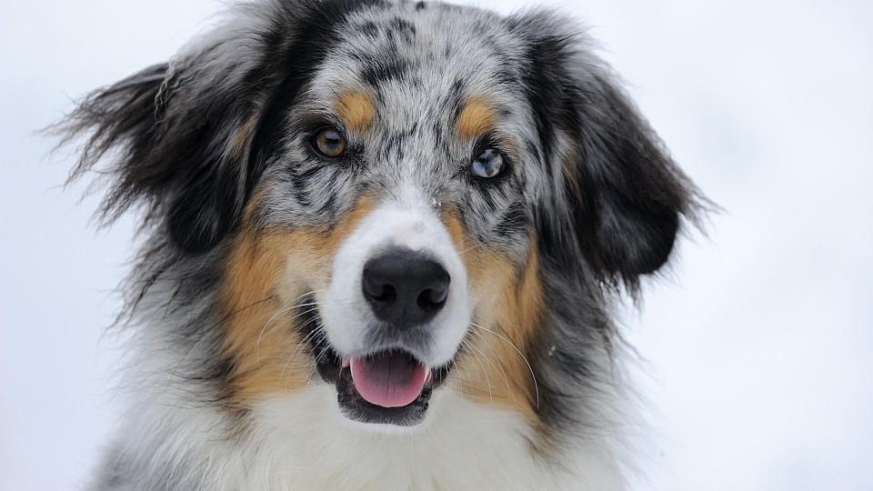 Australian Shepherd mit mehrfarbiger Fellfärbung und eisblauen Augen