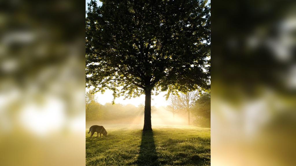 Baccio verstarb am 17. Februar 2020. Möge er in Frieden Ruhen.