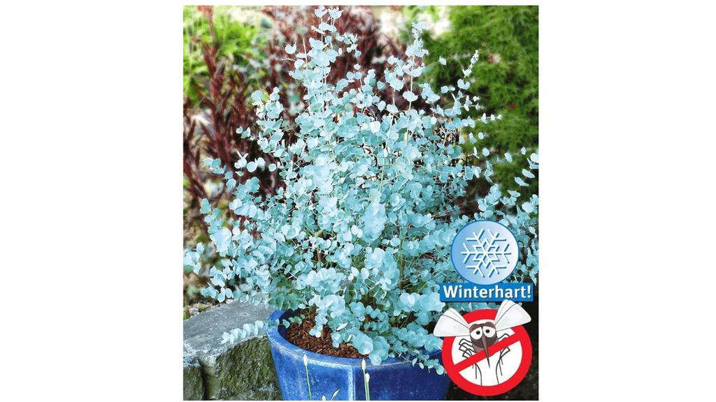 Blaugummibaum von Baldur Garten.