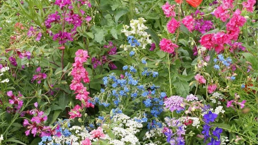 Wildblumen von Saflax.