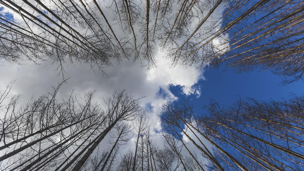 Germany, Brandenburg, Treuenbrietzen, Forest after forest fire, worm s eye view PUBLICATIONxINxGERxSUIxAUTxHUNxONLY ASCF00898