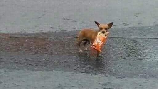 Der Hund kam mit dem Snack zu seinem Herrchen zurück.