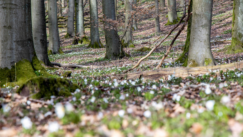 Blühende Anemonen 26.03.2020, Königstein Hessen: Blühende weiße Anemone auf dem Waldboden am Burghain in Falkenstein., Königstein Deutschland *** Flowering anemones 26 03 2020, Königstein Hessen Flowering white anemone on the forest floor at Burghai