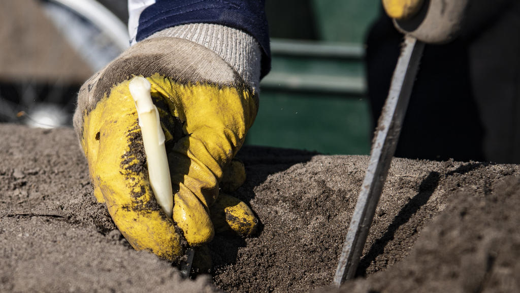ARCHIV - 23.03.2020, Brandenburg, Kremmen: Ein Saisonarbeiter sticht auf einem Feld den ersten Spargel. Ungelernte sind derzeit in der Brandenburger Landwirtschaft äußerst willkommen und gefragt. (zu «Ungelernte als Erntehelfer willkommen - Einweisun