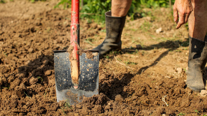 Frühjahrsarbeiten: Je nach Bodenbeschaffenheit, können die Beete umgegraben einen Spatenstich tief werden