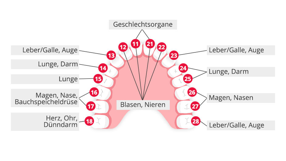 Zahn-Organ-Beziehungen