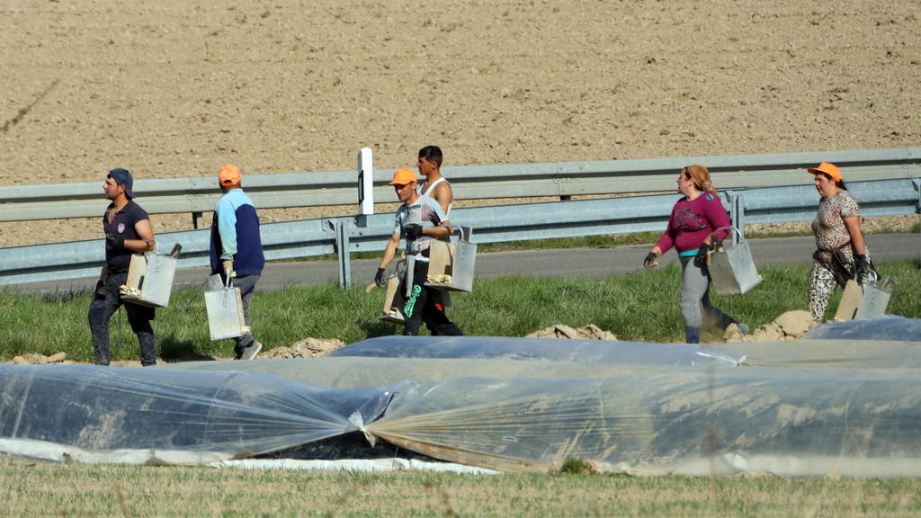 News Themen der Woche KW13 News Bilder des Tages Mengen bei Freiburg Themenbild - Spargelernte in Südbaden Die Spargelernte in Südbaden hat begonnen. Wie hier in Mengen Landkreis Breisgau-Hochschwarzwald in der Nähe von Freiburg sind die Erntehelfer