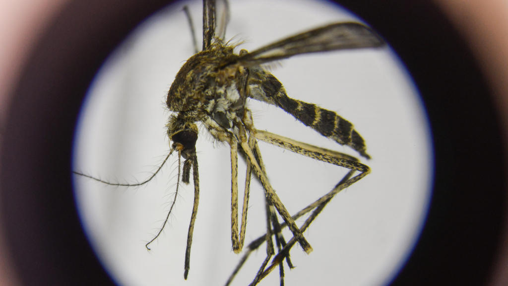 ARCHIV - 13.03.2018, Brandenburg, Müncheberg: Eine präparierte, heimische Stechmücke der Art Aedes cantans ist unter einem Mikroskop im Leibniz-Zentrum für Agrarlandschaftsforschung (ZALF) zu sehen. (Zu dpa 