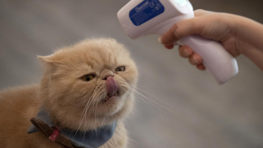 dpatopbilder - 08.05.2020, Thailand, Bangkok: Arisa Limpanawongsanon, Inhaberin des Caturday Cat Cafes, misst die Körpertemperatur einer Katze. Kleine Restaurants gehören zu den wenigen Gewerben, die im Rahmen einer schrittweisen Lockerung der Corona