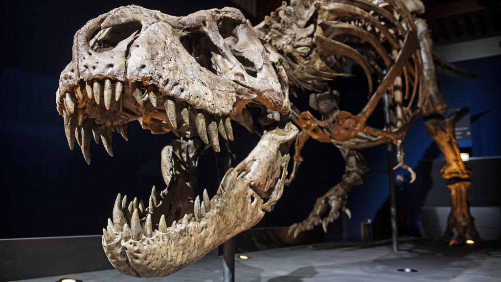 Der Megaraptor ähnelte dem hier abgebildeten Tyrannosaurus Rex.