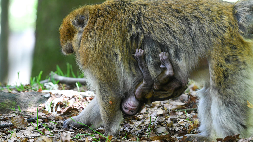 19.05.2020, Baden-Württemberg, Salem: Ein Berberaffen-Baby hängt am Bauch seiner Mutter. Das Jungtier wurde am 02.05.2020 auf dem Affenberg geboren. Der Affenberg ist derzeit wegen der Corona-Pandemie geschlossen. Die Eröffnung ist für den 25. Mai ge