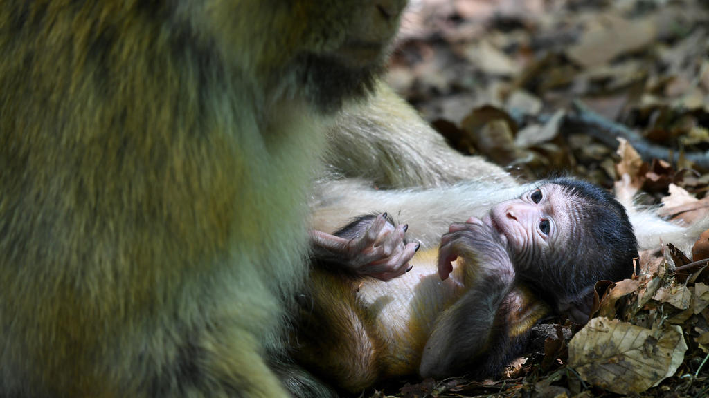 19.05.2020, Baden-Württemberg, Salem: Ein Berberaffen-Baby liegt vor seiner Mutter. Das Jungtier wurde am 02.05.2020 auf dem Affenberg geboren. Der Affenberg ist derzeit wegen der Corona-Pandemie geschlossen. Die Eröffnung ist für den 25. Mai geplant