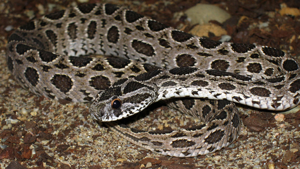 Daboia russelii siamensis Kettenviper | Verwendung weltweit