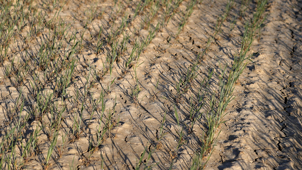 GETREIDEFELDER DUERRE TROCKENHEIT Felder am Niederreihn am 26.April 2020 in Meerbusch bei Duesseldorf *** CEREALS FIELDS DURABLE DRY FARM Fields at Niederreihn on 26 April 2020 in Meerbusch near Duesseldorf