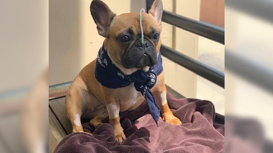 Die Französische Bulldogge musste mit einer Sonde ernährt werden.