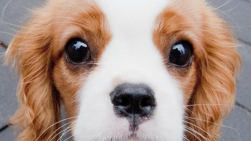 Ursachen für das Abnehmen bei Hunden