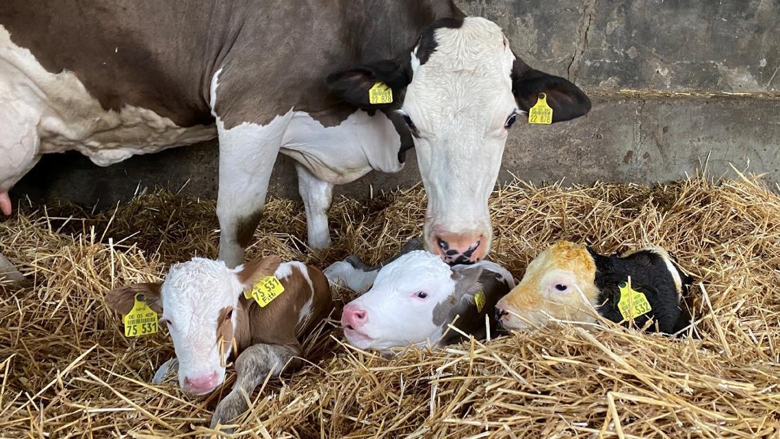 Hamm Tierische Sensation Kuh Lene Bringt Drillinge Zur Welt