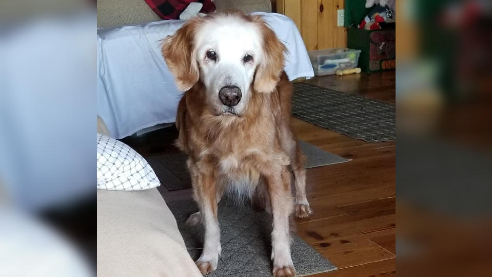 Ältester Golden Retriever Augie (20)